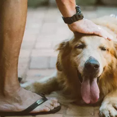 Woman sustains severe injuries after being attacked by her own dog