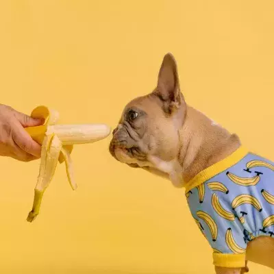 You could go to jail for putting your dog on a vegetarian diet