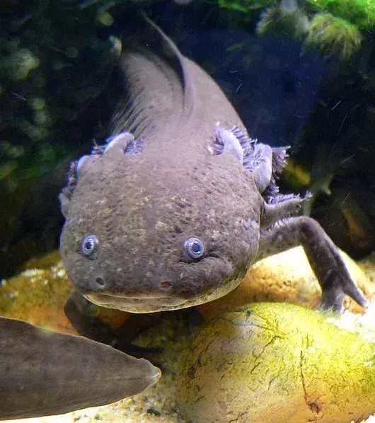 Axolotl