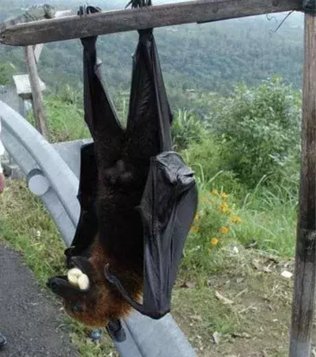 This bat is as tall as a 3-year-old… Shivers guaranteed!