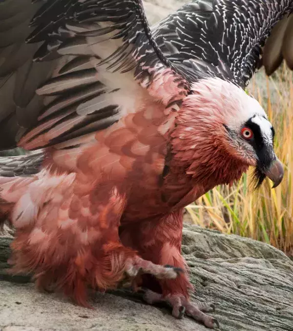 Bearded Vulture