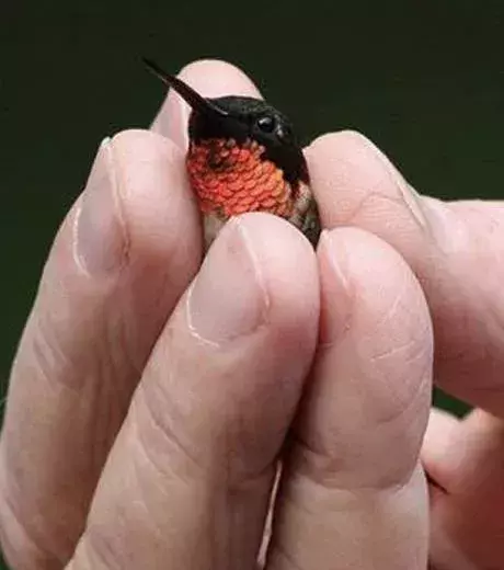 This bird is so cute and so tiny!