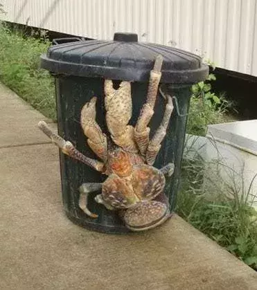 Coconut Crab