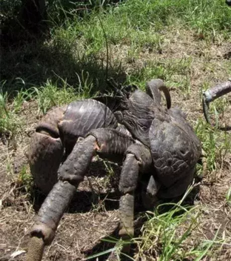 This is a crab we wouldn’t like to come across