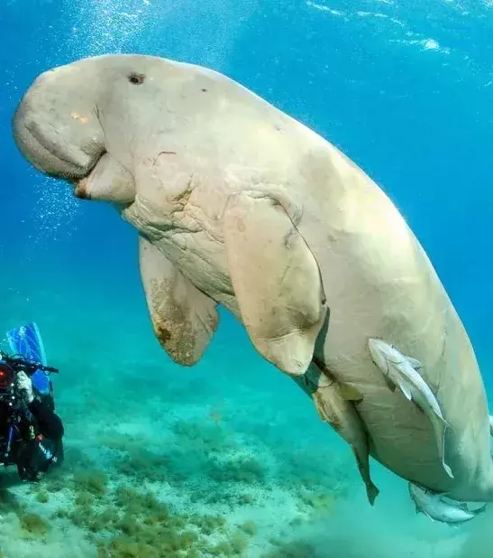 Dugong