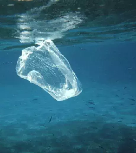 Fish swimming around a plastic bag