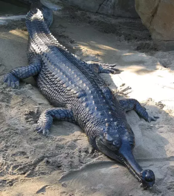 Gharial