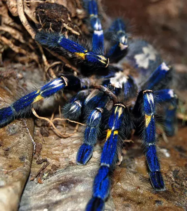 Gooty Sapphire Tarantula