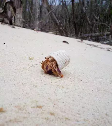 A hermit crab with the cap of a tube of toothpaste in place of a home