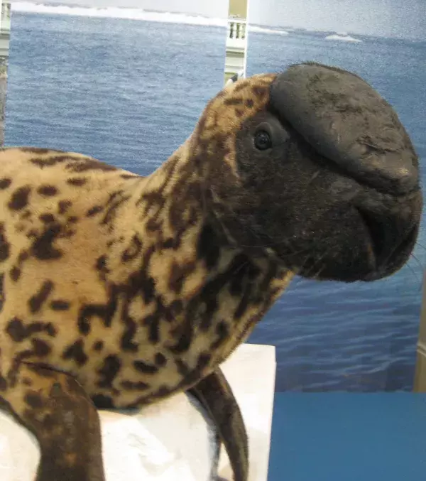 Hooded Seal