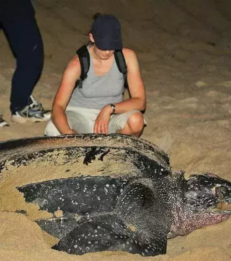 A huge turtle on a beach.