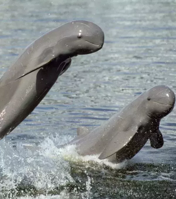 Irrawady Dolphin