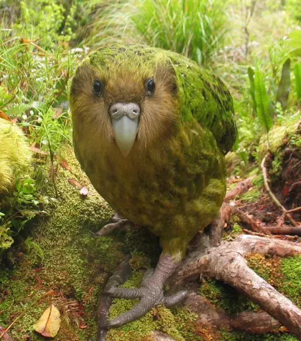 Kakapo