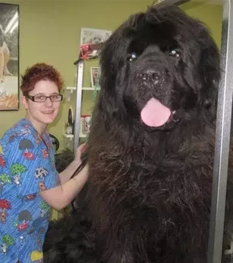 Large dogs are so impressive when they’re adults!