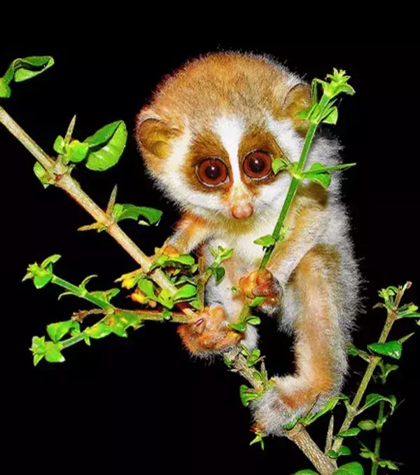 Loris