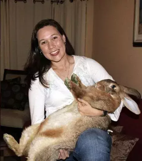 A lovely rabbit that looks quite hefty!