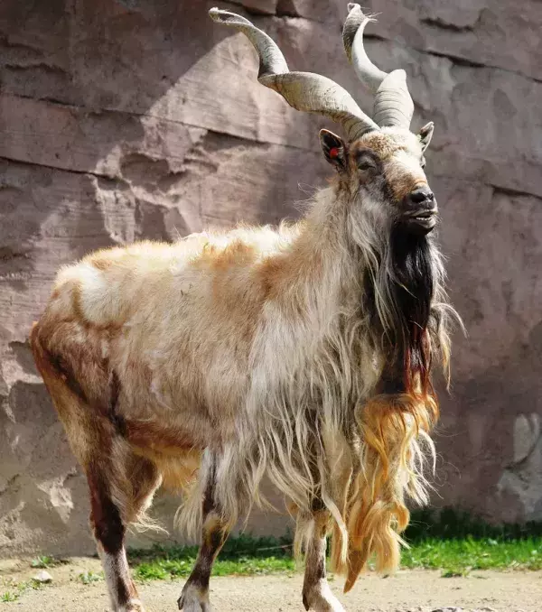 Markhor