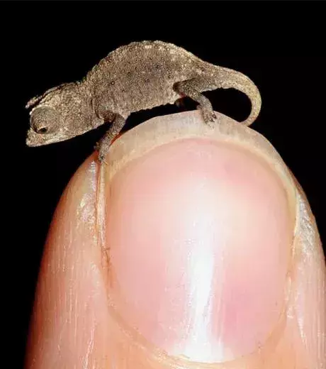 A miniscule lizard