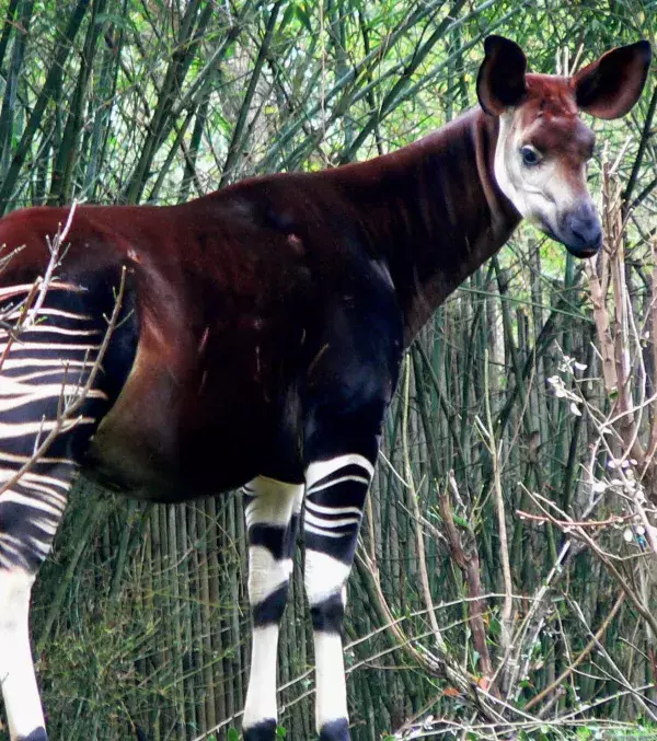 Okapi