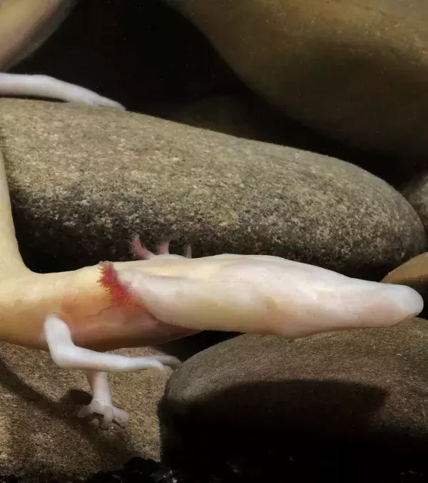 Olm
