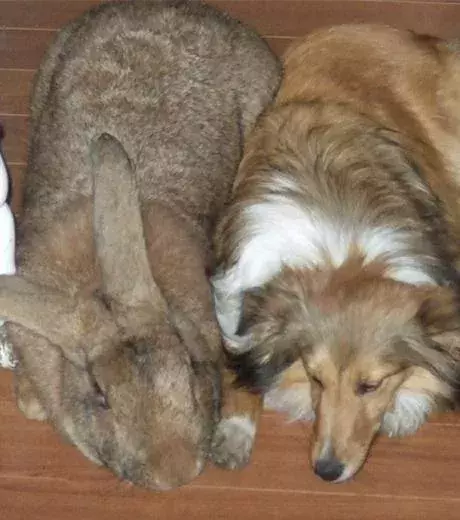 One hell of a rabbit!