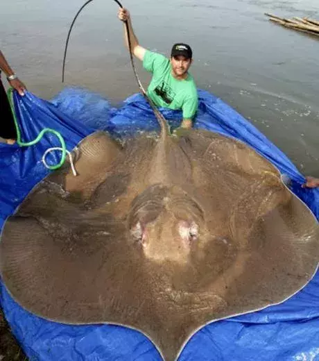 One hell of a stingray weighing 200kg!