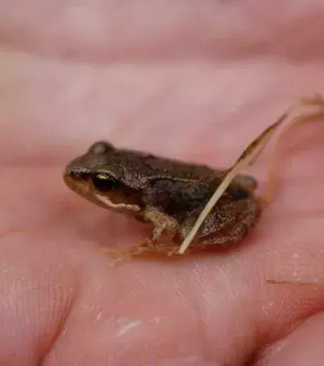 That is one tiny frog…