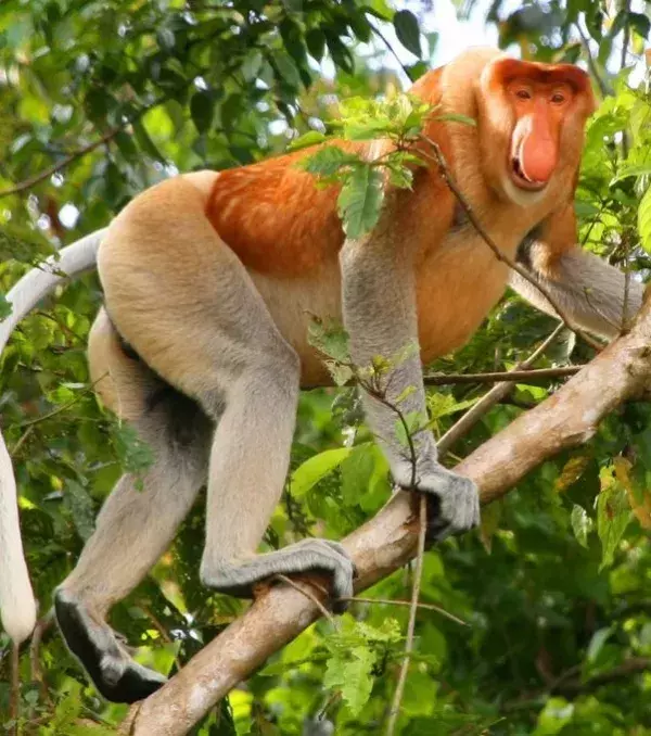 Proboscis Monkey