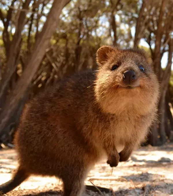 Quokka