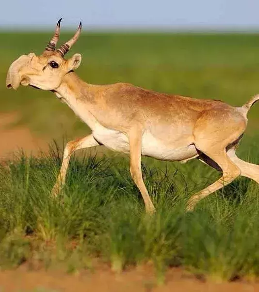 Saiga