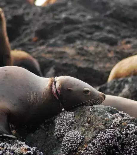 A seal being strangled by string