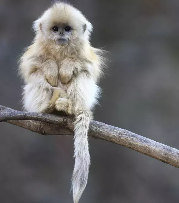 Snub-Nosed Monkey
