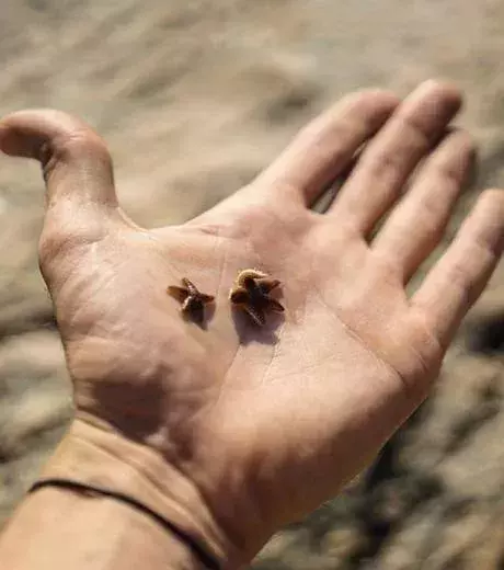 Some really cute starfish