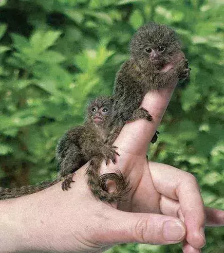 Some tiny monkeys holding onto a finger!