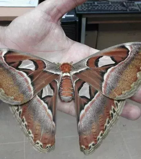 A sublime butterfly that couldn’t be any bigger!