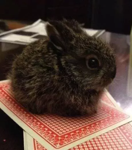 Such a teeny tiny, yet incredibly adorable rabbit!