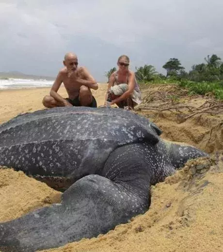 A surprisingly gigantic turtle…