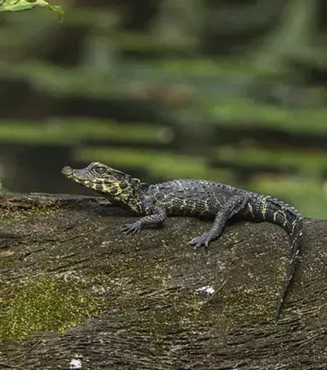A tiny little crocodile.