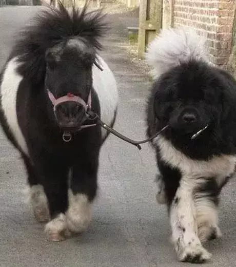 A tiny pony out for a walk with its four-legged friend!