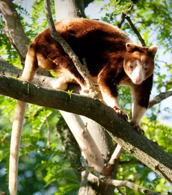 Tree-Kangaroo