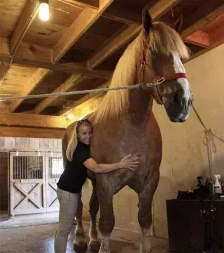 Who wants to ride this horse that looks like it’s 2 meters tall?