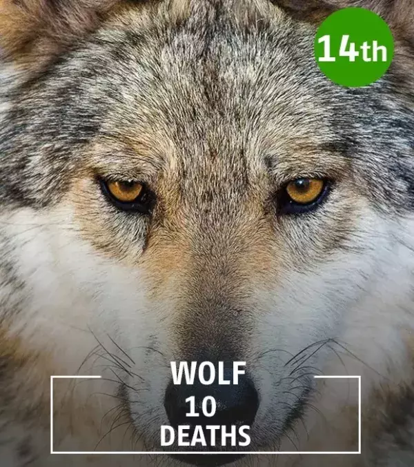 Wolves only normally attack in self defence, when they feel threatened.