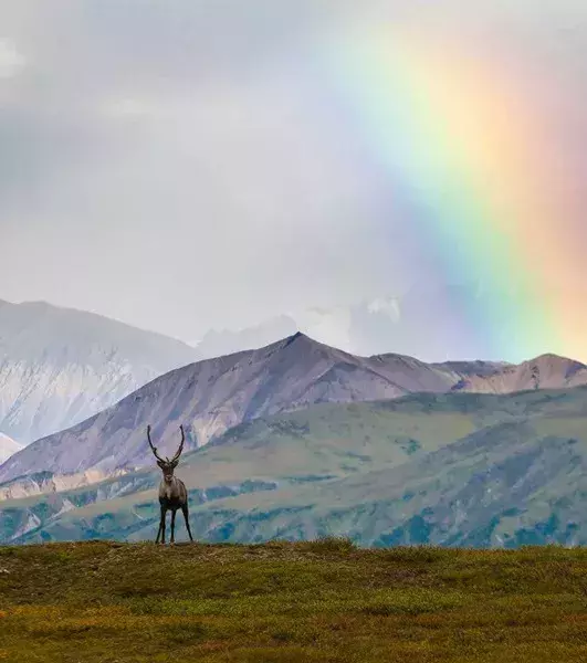 Alaska (USA): By settling down here, you’ll be granted £880 ($1,200) a year. Not a fortune, but still enough to be tempting.